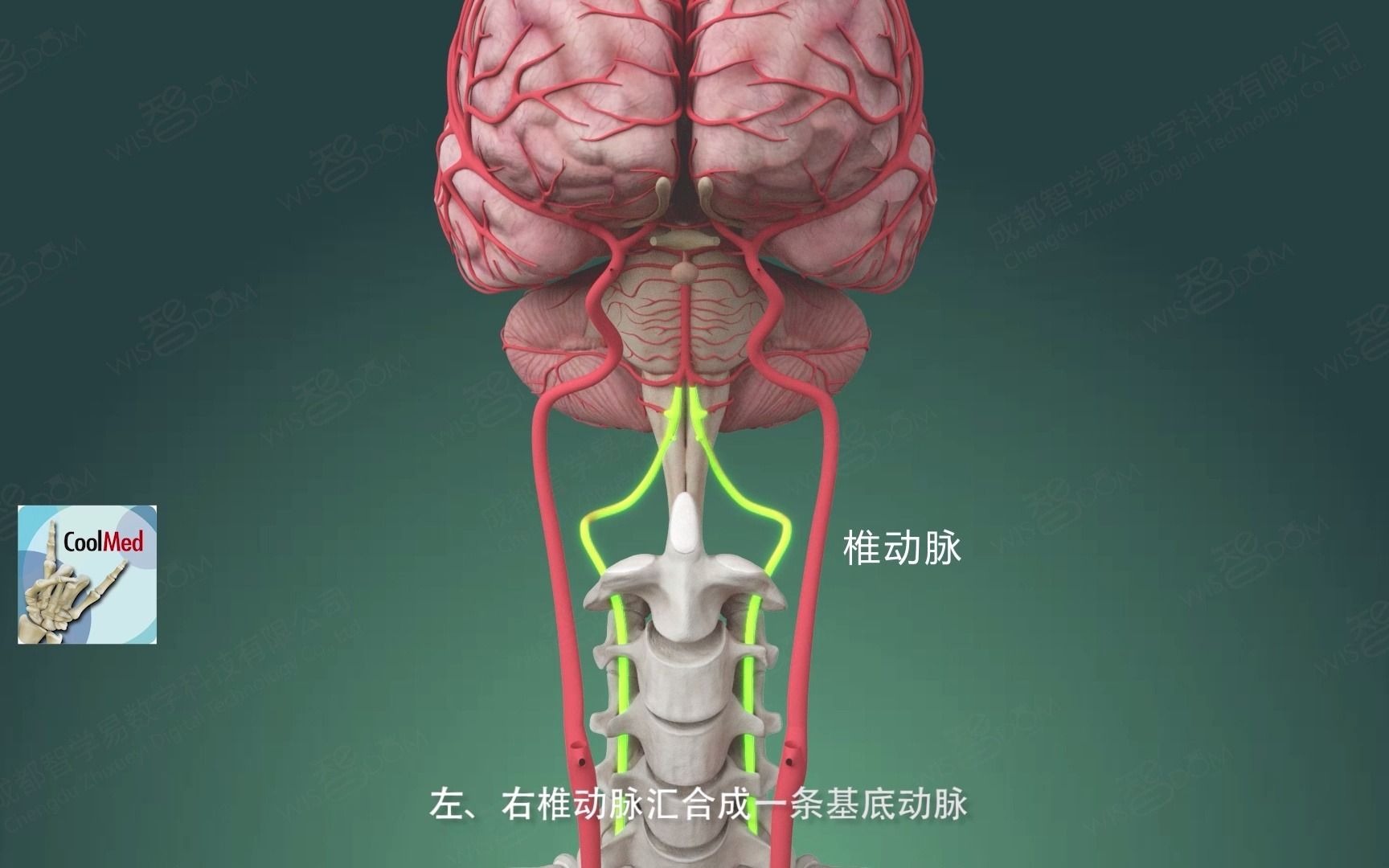 【人体解剖学】| 椎动脉,第四蛋!哔哩哔哩bilibili