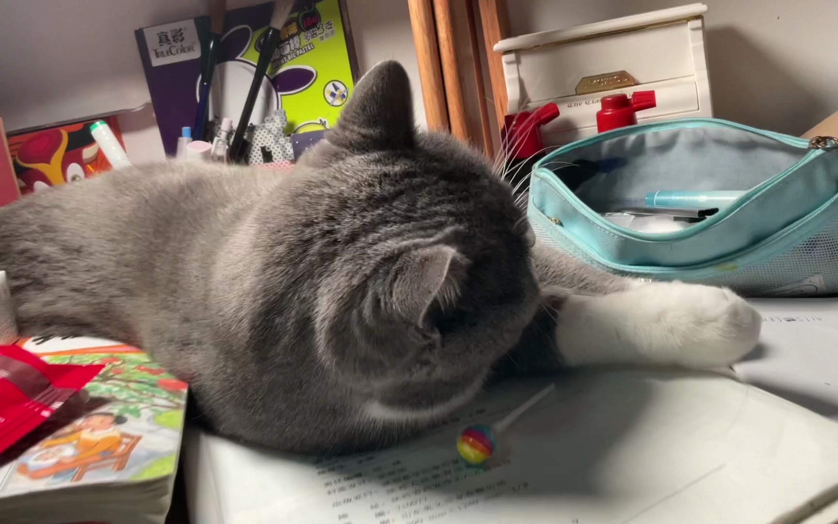 手欠猫咪坚果日常99