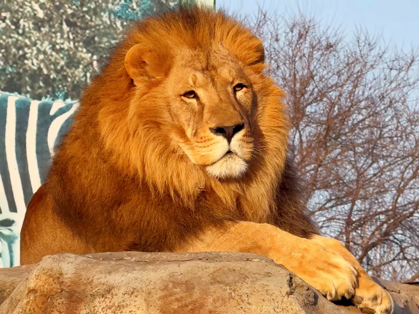 来看大狮子晒太阳,放空一下吧!