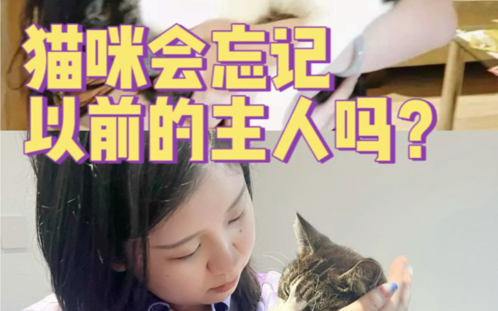 猫咪的记忆力有多长?真相令人震惊!哔哩哔哩bilibili