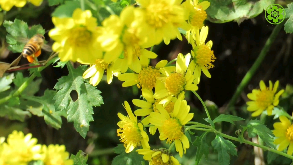 [图]野菊花开满，趁着还没下雪，蜜蜂捡口吃的