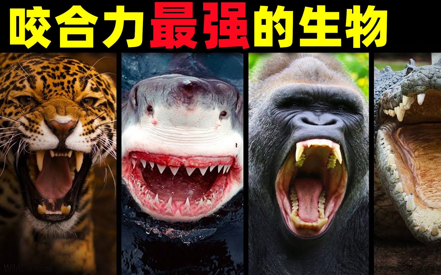 [图]盘点咬合力最强的5种生物，个个都是“铁齿铜牙”！超出你的想象