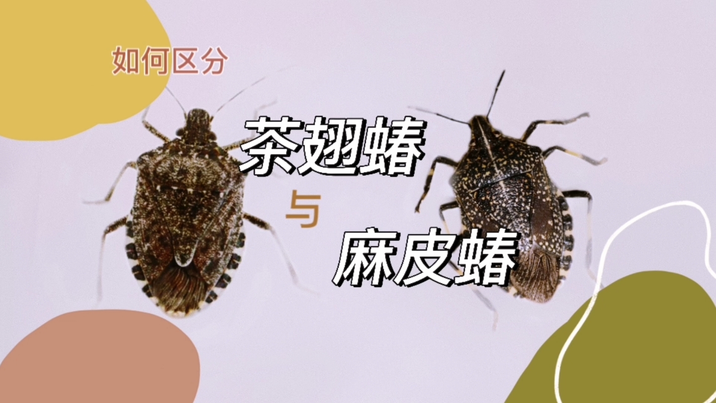 简易区分茶翅蝽麻皮蝽1法哔哩哔哩bilibili