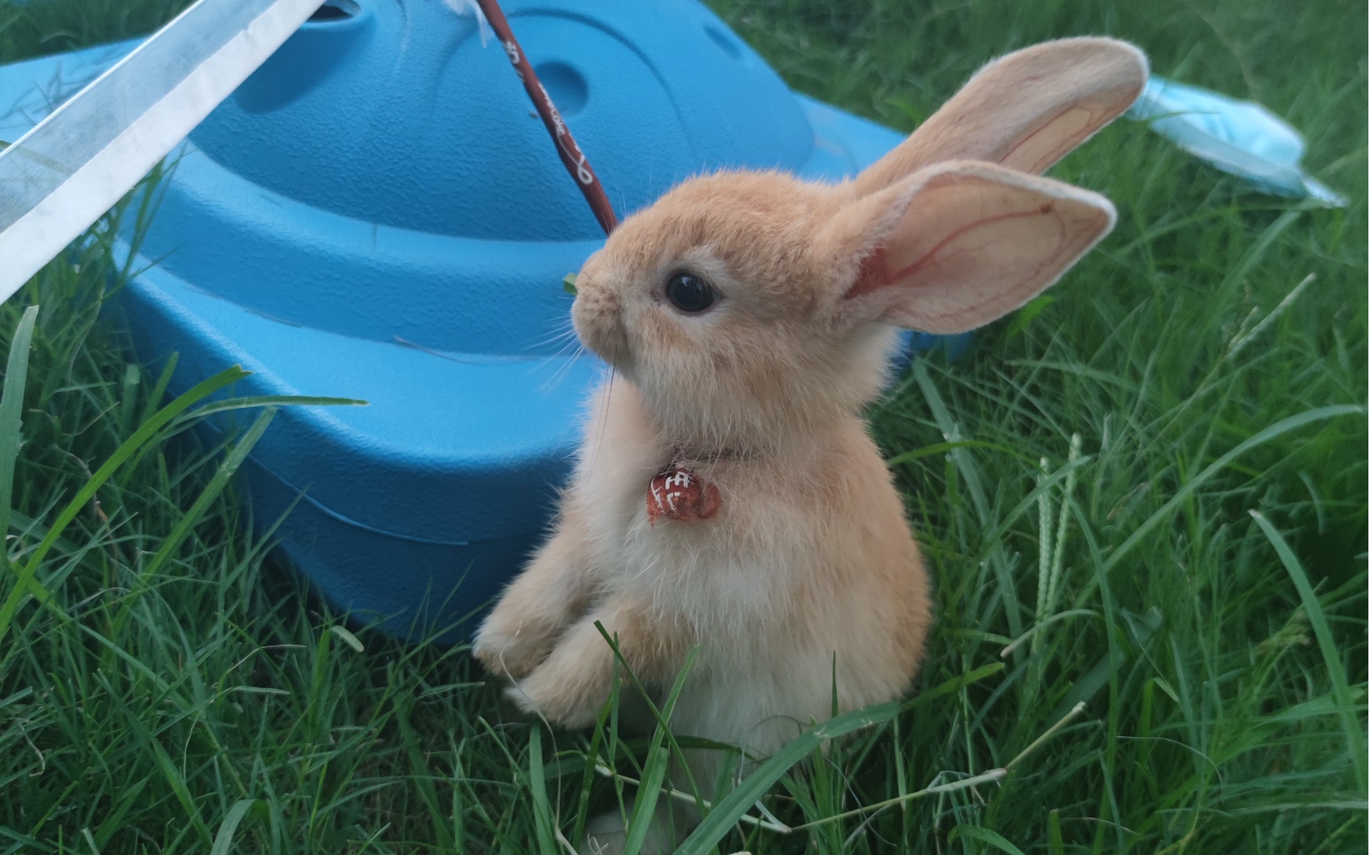 可爱小兔子吃草