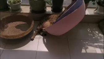 分不清她是太傻还是太聪明，大家评评看🤣 防暑降温小妙招 狸花猫
