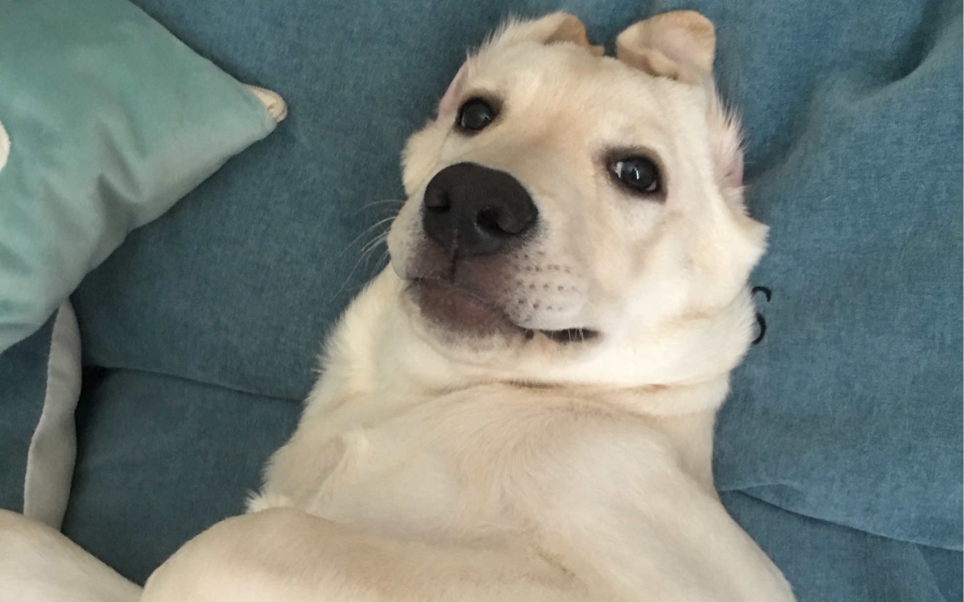 【拉布拉多】到底是为了什么?西狗子竟向主子摇尾乞怜?_哔哩哔哩 (゜-