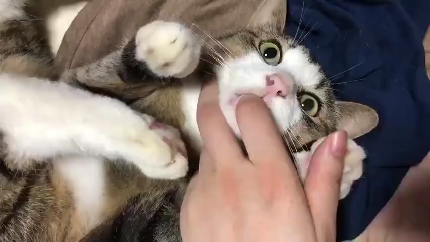 嗦手指的小猫咪(建议放大音量食用 收获快乐!