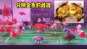 全方位教你辨别金鱼性别 帮助喜欢繁殖的鱼友区别金鱼的雌雄 哔哩哔哩 つロ干杯 Bilibili 全方位教你辨别金鱼性别 帮助喜欢繁殖的鱼友区别金鱼的雌雄 哔哩哔哩 つロ干杯 Bilibili