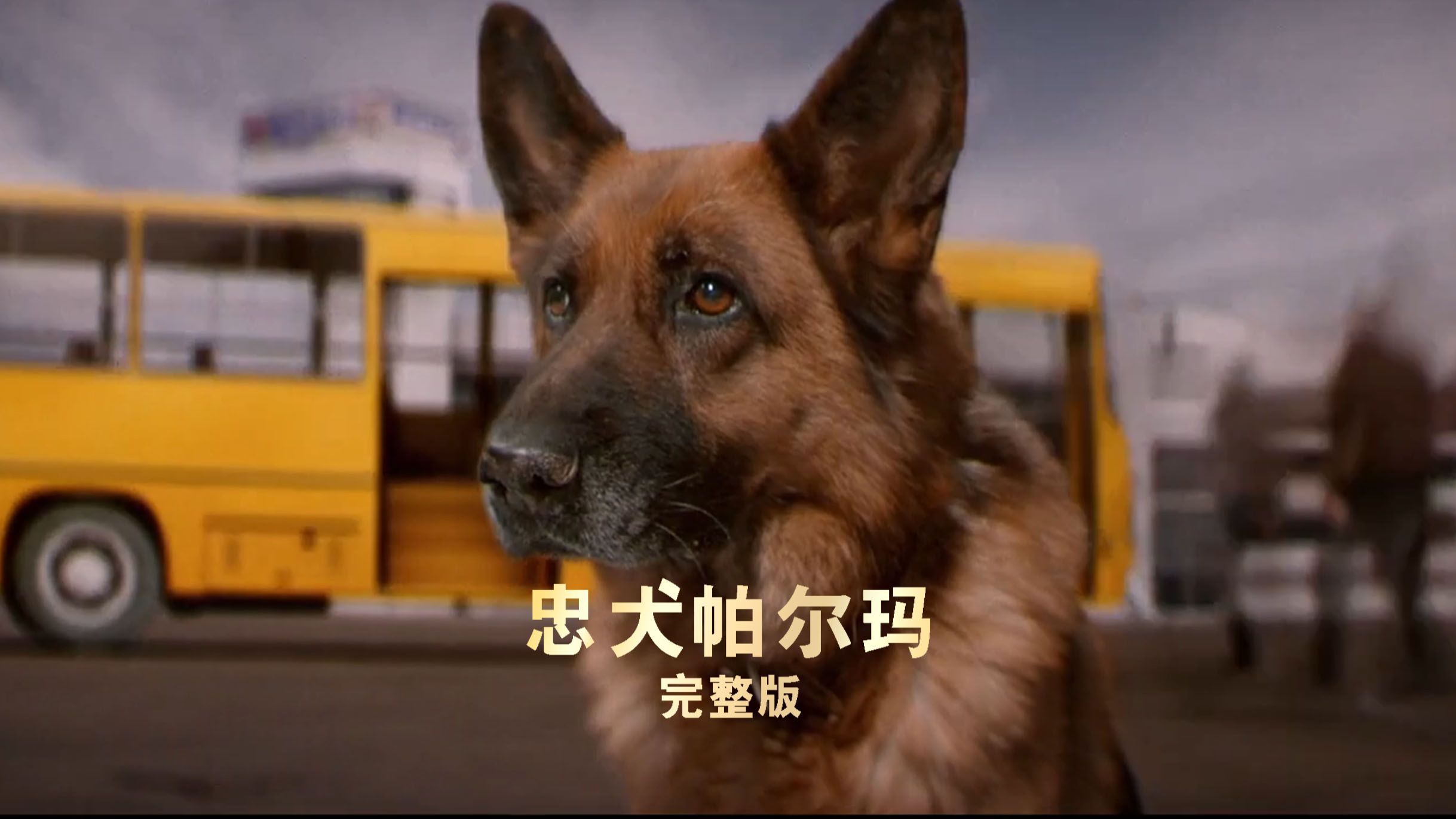 忠犬帕尔玛完整版
