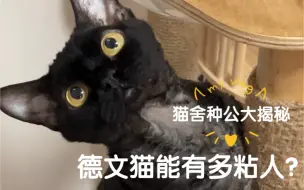 Tải video: 德文猫能有多粘人？猫舍种公介绍｜BurnCake