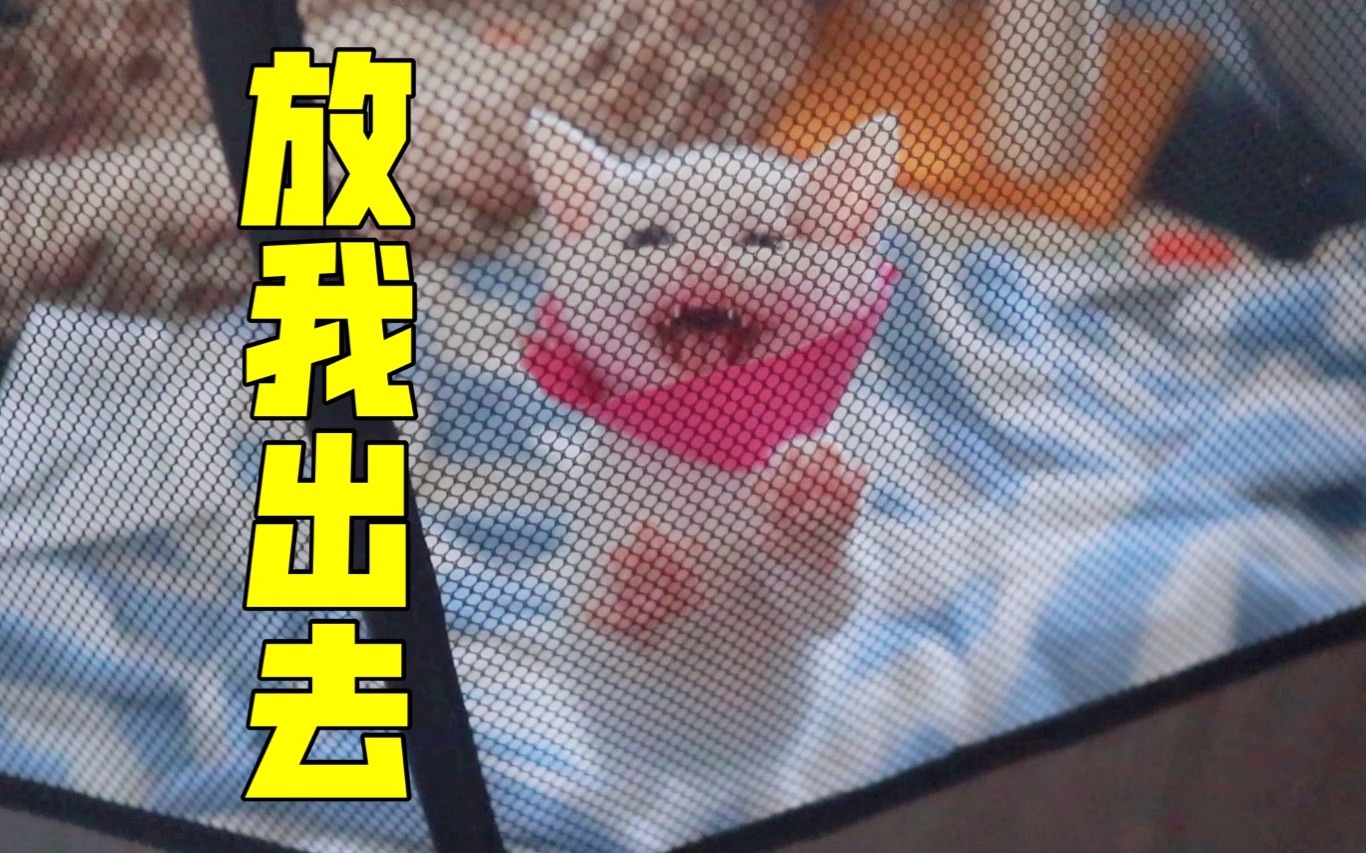 小奶猫:我要找妈妈!我要喝奶!哔哩哔哩bilibili