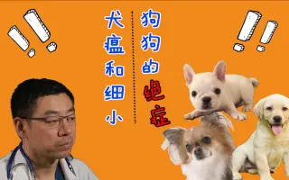 医疗检测犬 搜索结果 哔哩哔哩 Bilibili