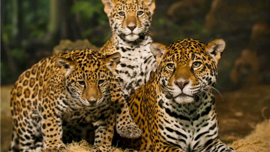 20201222三2020帮四川观察小动物9