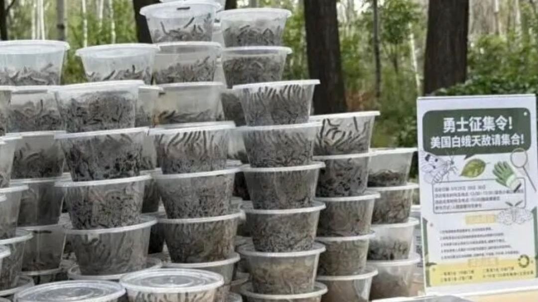街边毛毛虫泛滥惹人闹心 动物园抓虫大赛玩出圈 顺带学知识还能护绿化