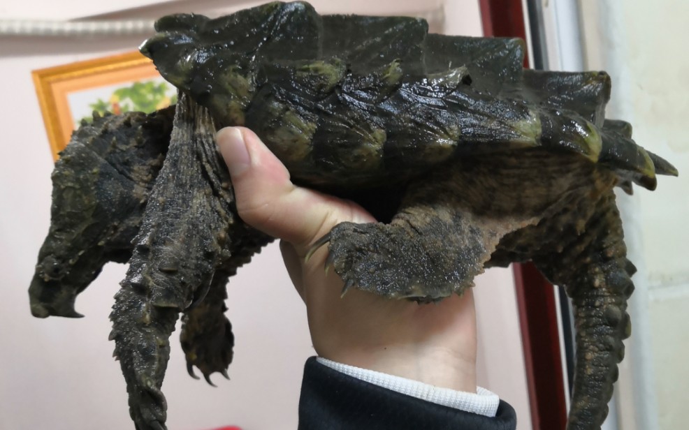 原色大鳄龟【新吉翁】的日常