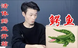 Video herunterladen: 活体鳄鱼开箱，为什么我买的鳄鱼这么凶猛，幸亏我带了手套