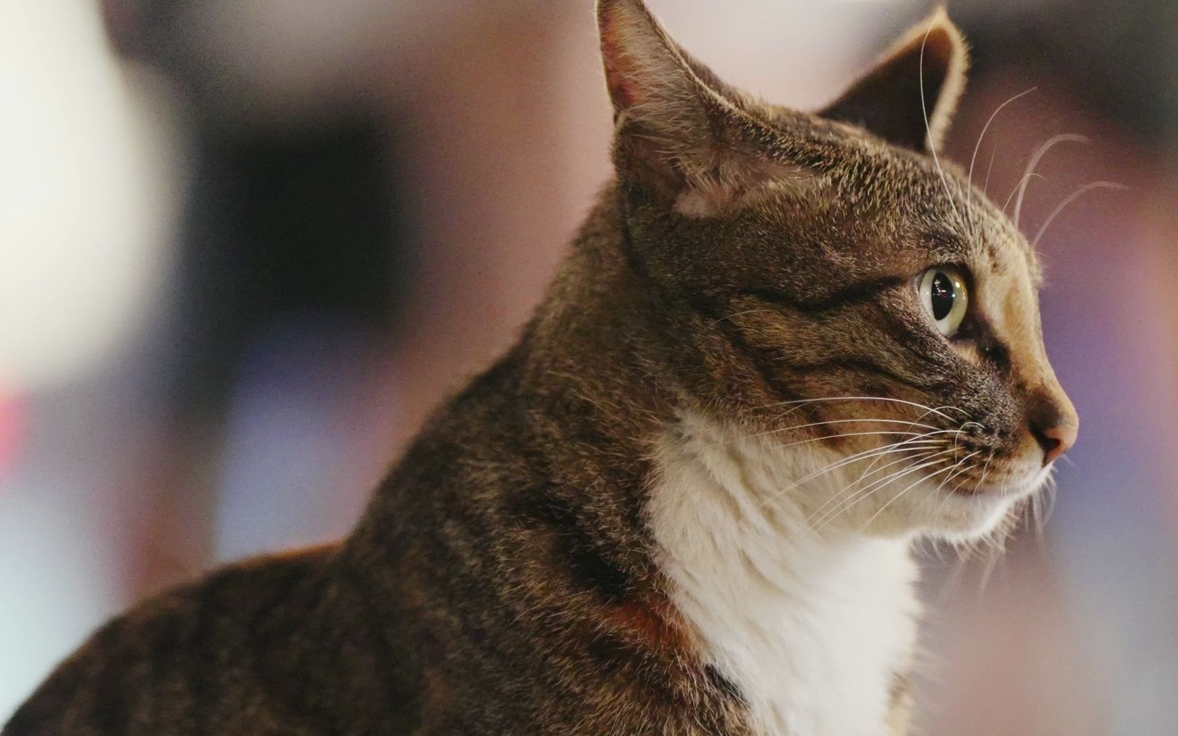 【4k】粤海关街拍但是狸花猫