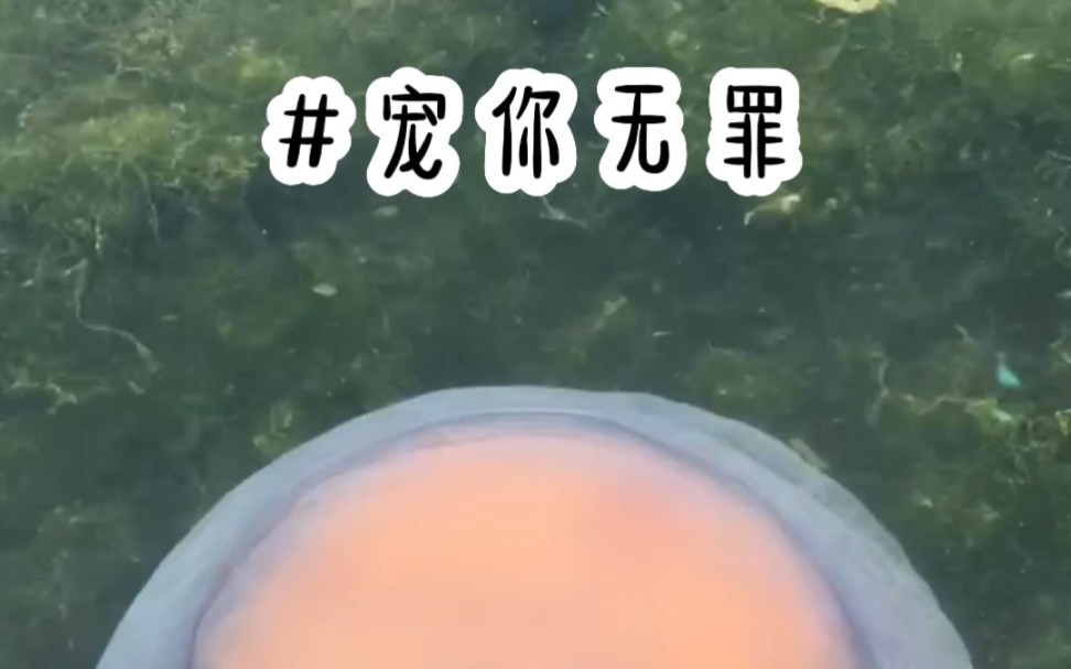 [图]宠你无罪#言情