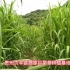 贞丰县高原牧草种植基地，这是巨菌草，牛羊猪等动养殖的专用