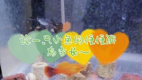 一只便秘的鱼 哔哩哔哩