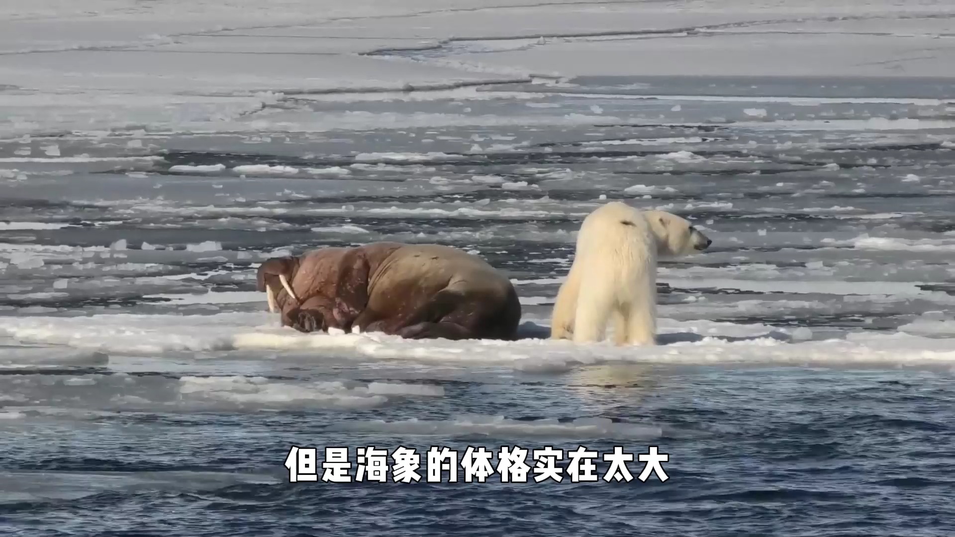 北极熊捕杀1吨重白鲸,一口咬住脑袋,使其当场毙命!