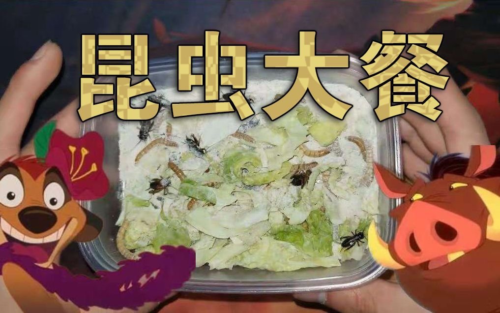 【大良】给宠物制作昆虫大餐,还没裹面包糠呢,隔壁孩子就开始哭了!哔哩哔哩bilibili