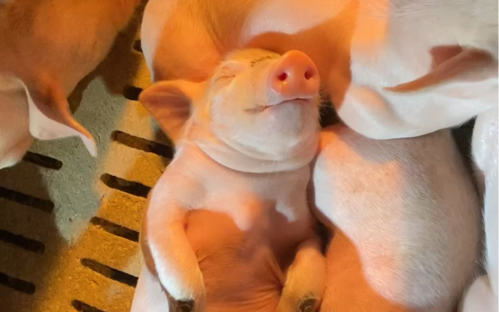猪八戒睡姿照片图片