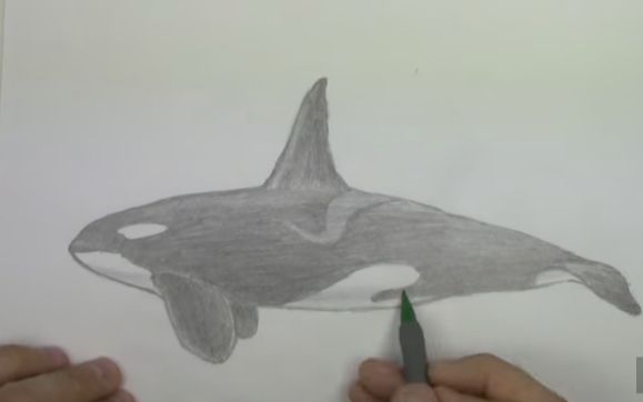 恐怖的虎鲸怎么画图片
