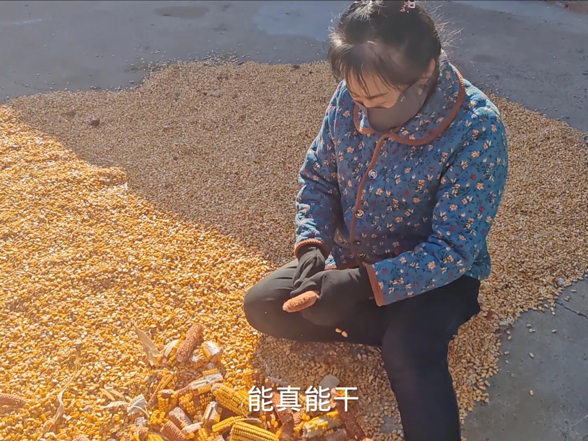 东北农村一天总有干不完的活,自家种的玉米用手搓玉米粒,太累啦