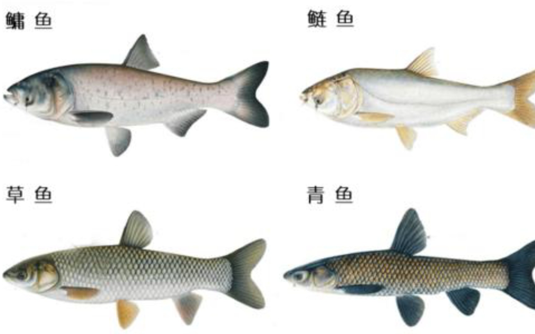 四大家鱼青草鲢鳙