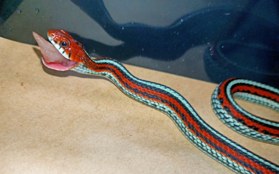 旧金山束带蛇第四次进食_哔哩哔哩_bilibili