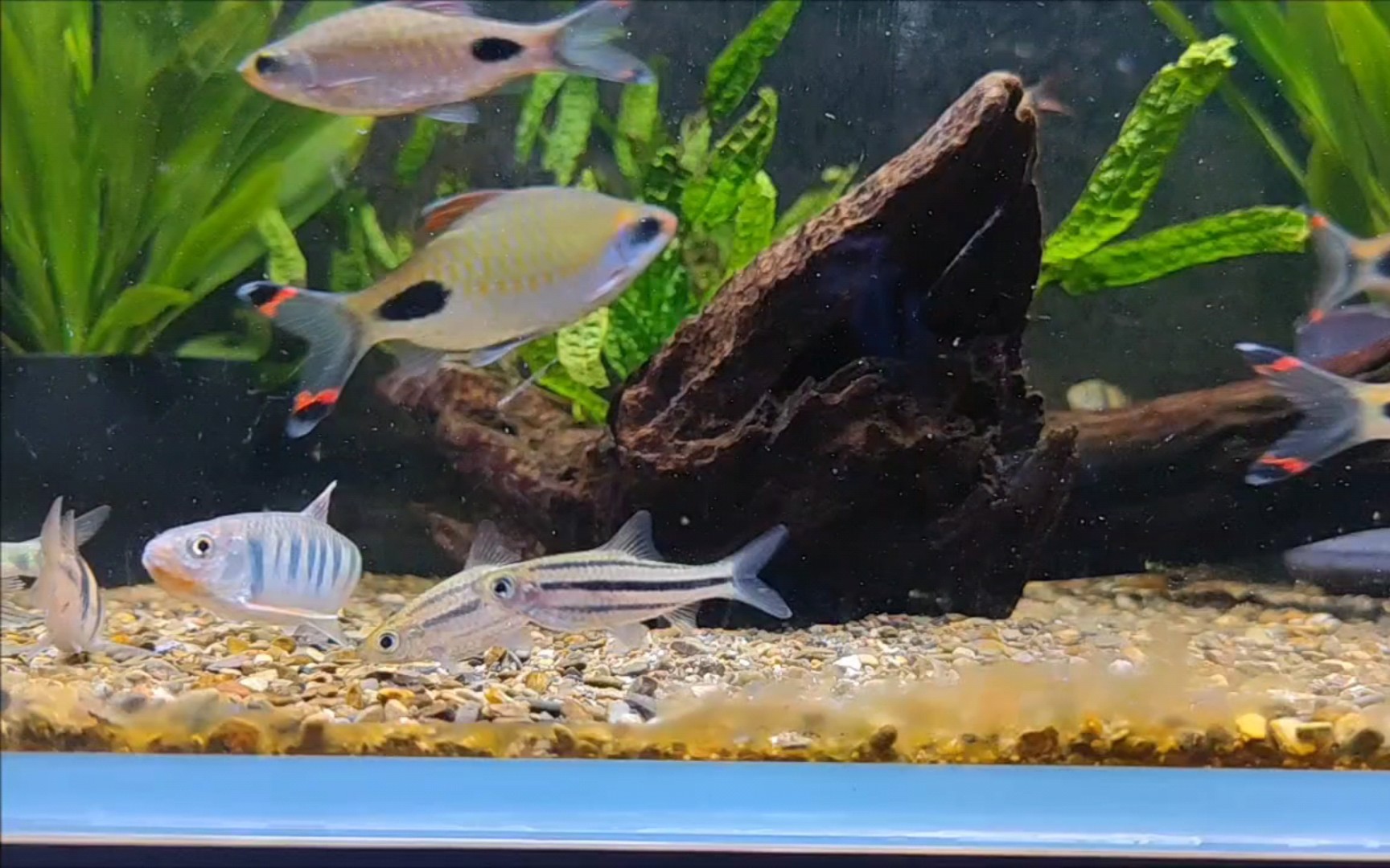 红纹刺鳅喂食虾肉