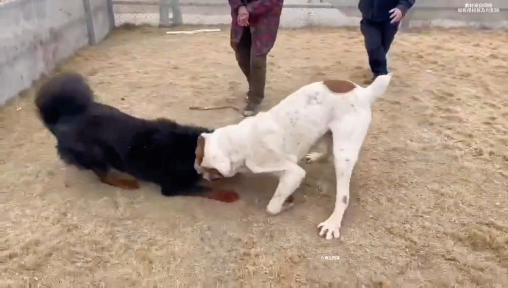 藏獒勇斗比自己体型更大的比特犬!藏獒不愧为犬中之王.哔哩哔哩bilibili