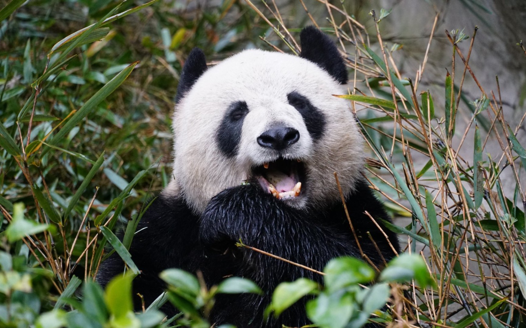 【大熊猫蜀祥】蜀庆和琳琳的儿子 勇勇的弟弟