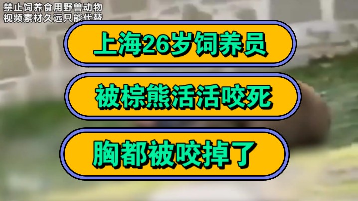 上海26岁饲养员,被棕熊活活咬死,胸都被咬掉了!哔哩哔哩bilibili