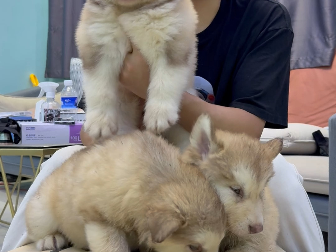 石家庄君瀚高端宠物分享三只精品红桃阿拉斯加幼犬弟弟妹妹都有.