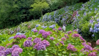 吉祥寺井之头恩赐公园散步kichijoji And Inokashira Park Walk 4k 哔哩哔哩 Bilibili