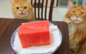 Tải video: 第一次见到金枪鱼中腹的橘猫，眼睛都瞪大了！