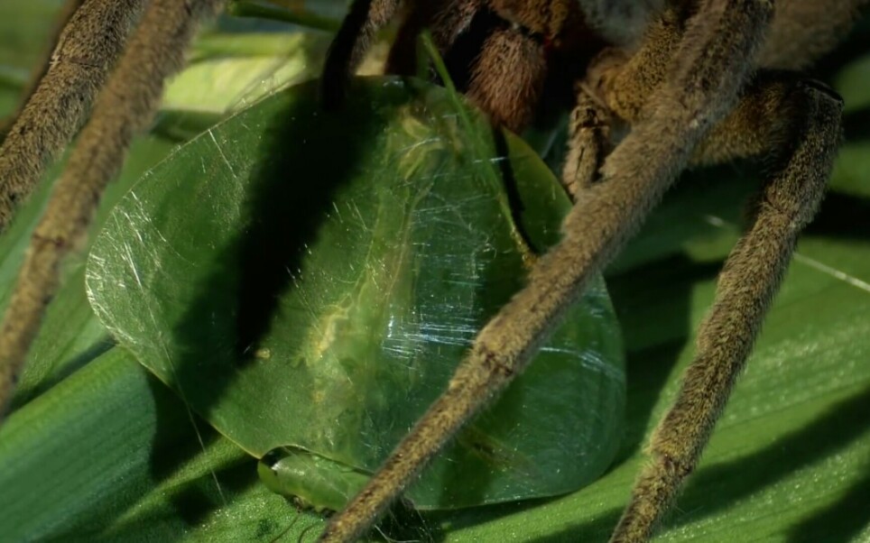 [生肉]昆虫生死斗第二季02monster bug warblood of forest floor