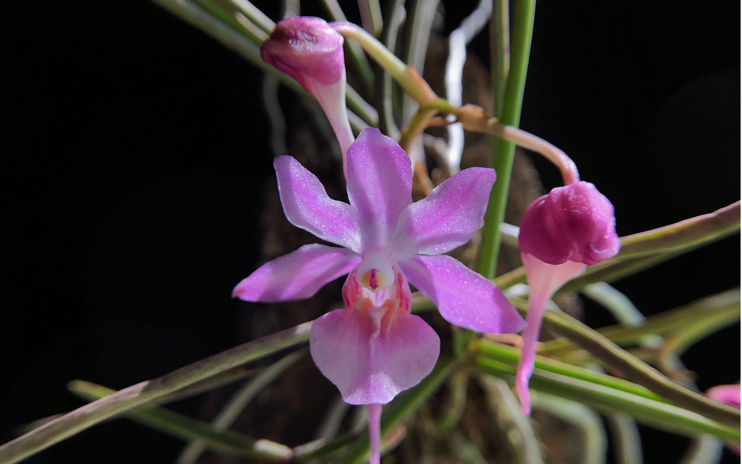 大花槽舌兰初开_哔哩哔哩_bilibili