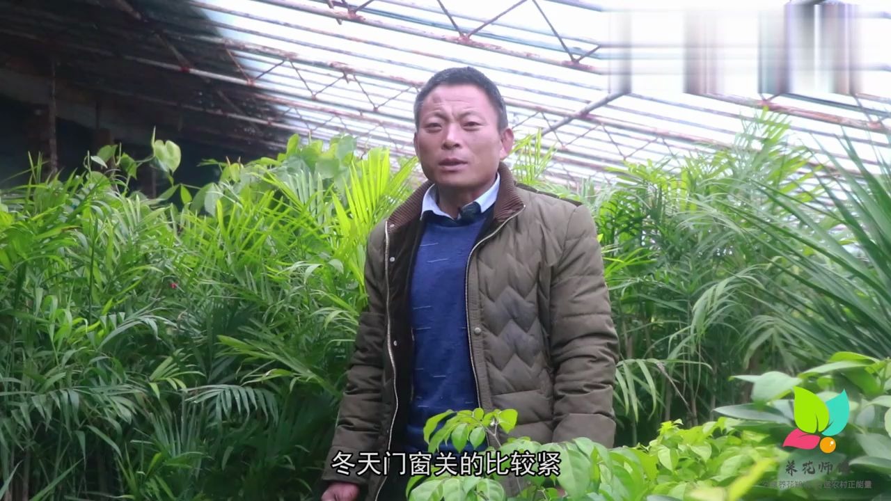 [图]大型绿植花卉凤尾竹如何养护？老花农教你几招，保证长势又旺又盛