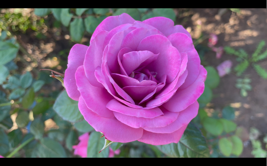 科德斯 梅子色完美