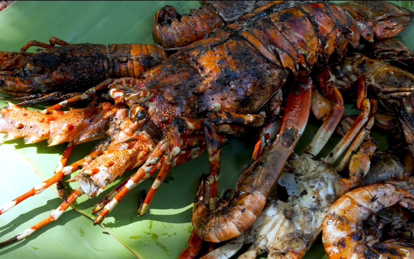 非洲最大岛屿上的巨型海鲜!_哔哩哔哩 (゜-゜)つロ 干杯~-bilibili