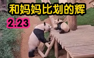 Скачать видео: 辉啊你是真出息了！都敢和妈妈比划了？（2.23）