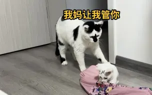 Tải video: 你随口交代的一句话，猫可以记好久…