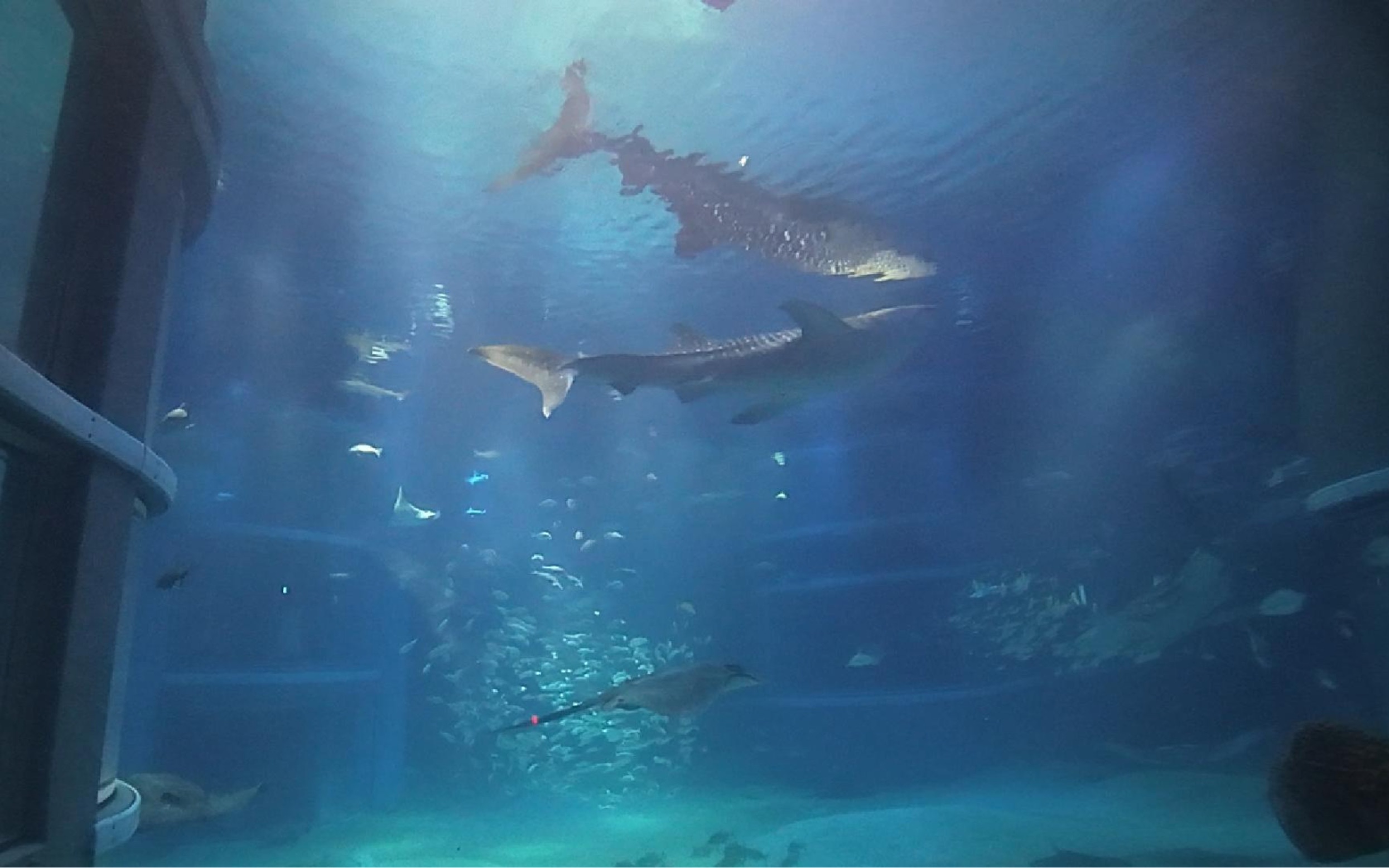 大阪海游馆值得去吗?在日华人带你看