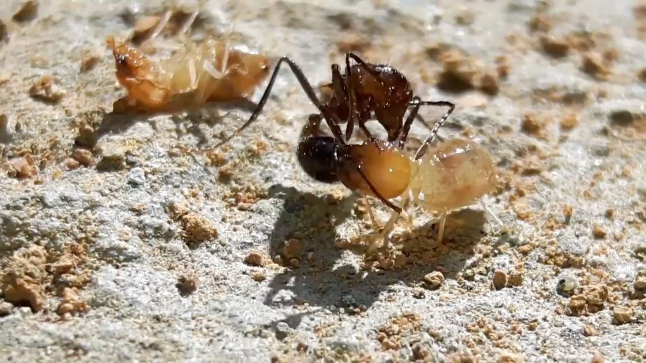 蚂蚁大战头都给你干穿蚂蚁vs白蚁斗蚁围困城堡
