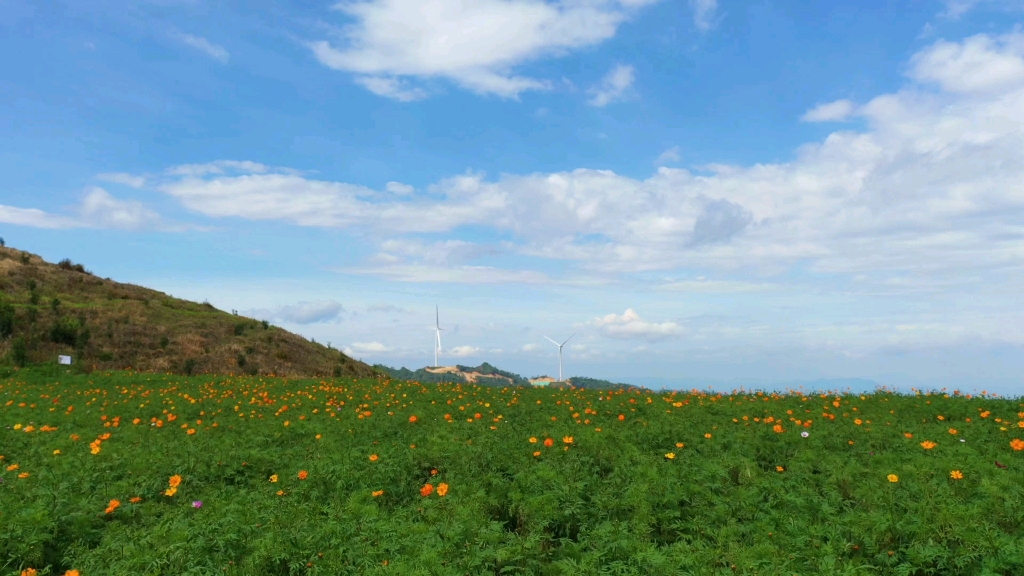 在广西乐业县逻沙乡草王山,风车与花海如梦如幻._哔哩哔哩_bilibili