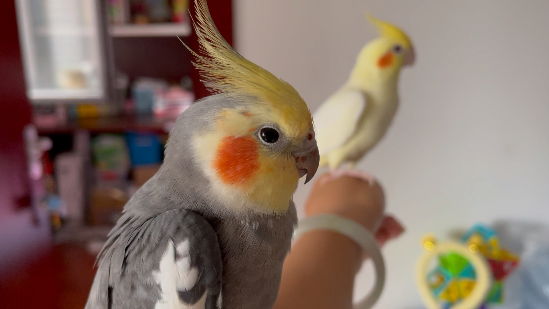 活动  黏在手上的小玄凤2021.7.