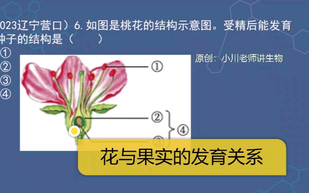 花和果实的关系图图片